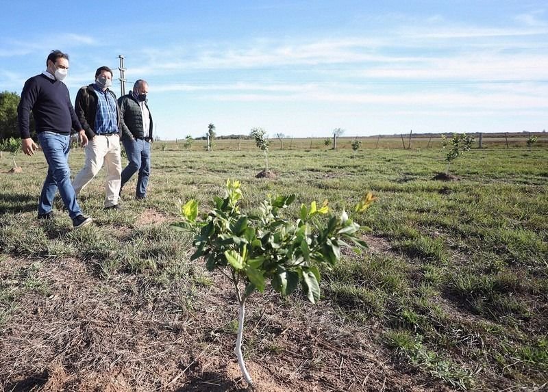 En sus recorridas por el interior, el gobernador Valdés visitó algunas plantaciones del Plan Limón.